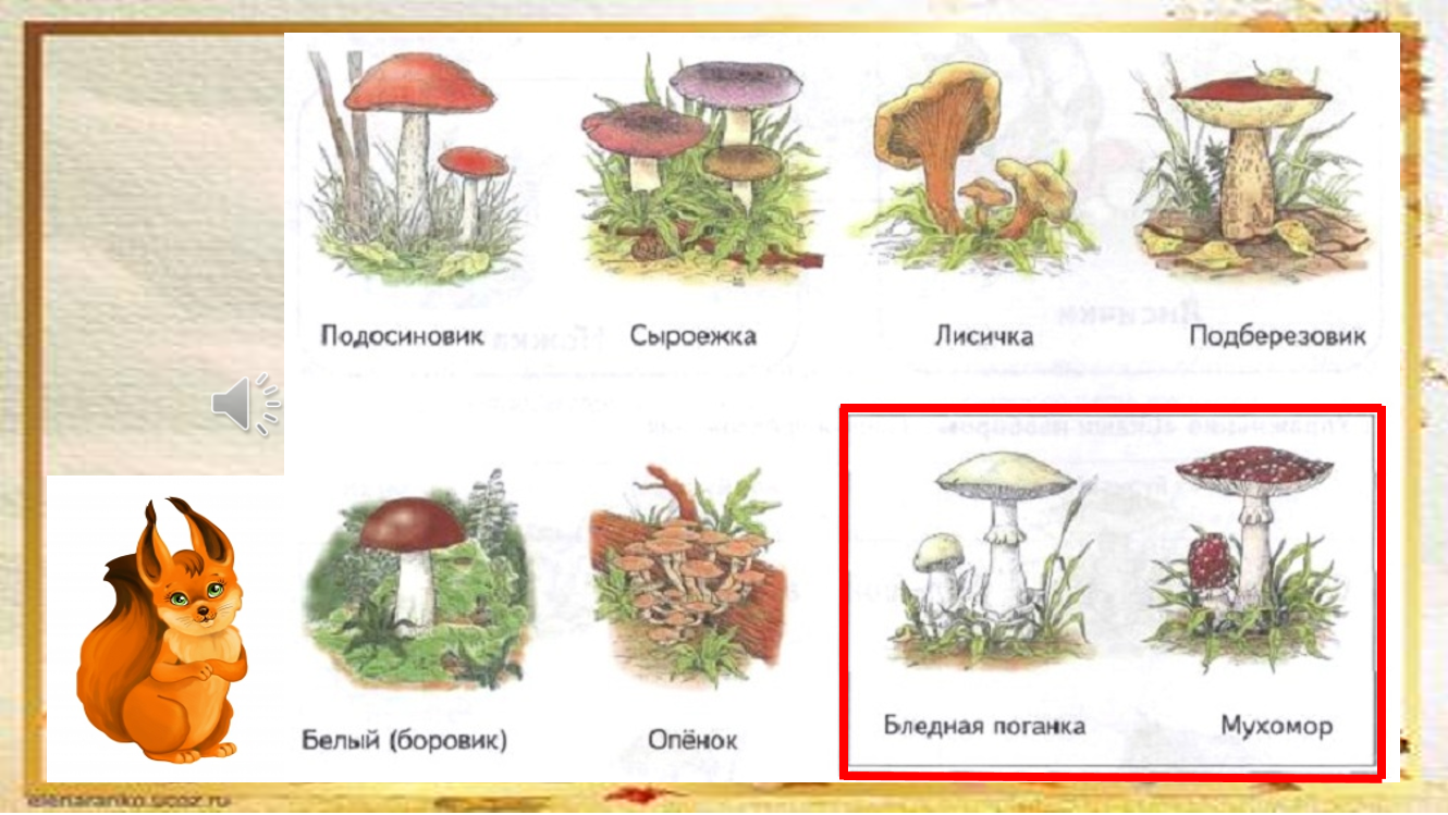 Проект на тему класс грибы 7 класс