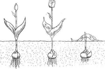 Корневая система тюльпана. Строение тюльпана корневая система. Плодоносящий побег тюльпана. Корневые клубни тюльпана.
