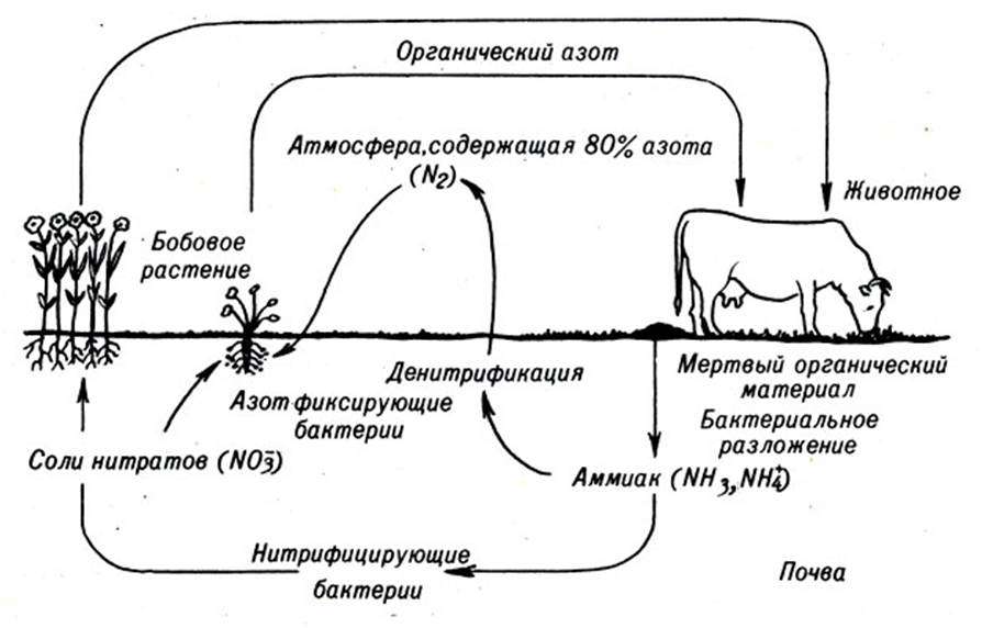Круговорот азота в биосфере последовательность. Схема круговора ахота в природе. Круговорот азота схема простая. Круговорот азота в природе схема и описание. Круговорот азота в природе схема.