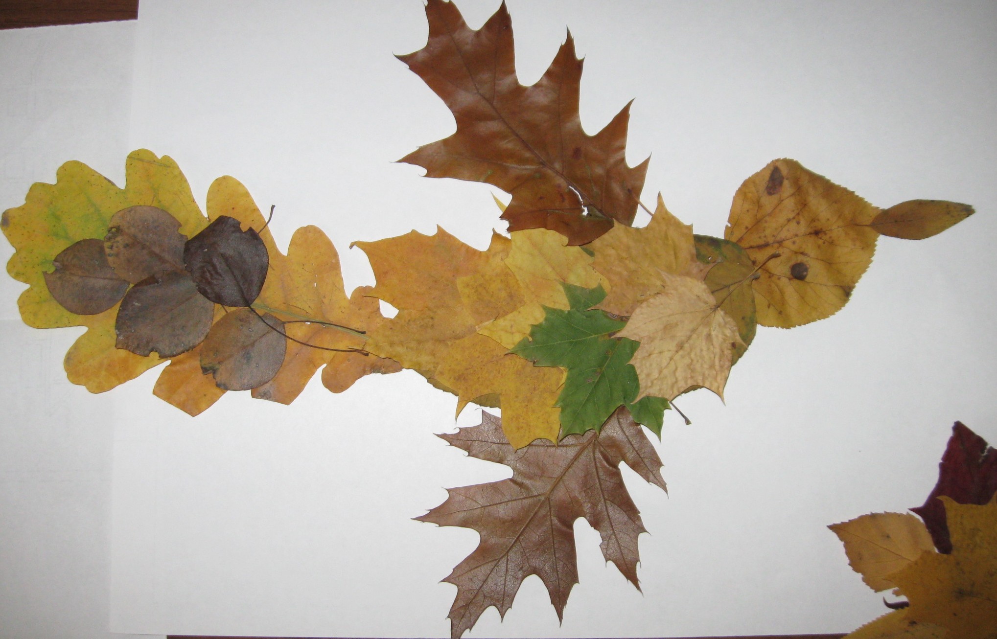 фото гербария из осенних листьев
